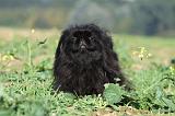 PEKINOIS 051